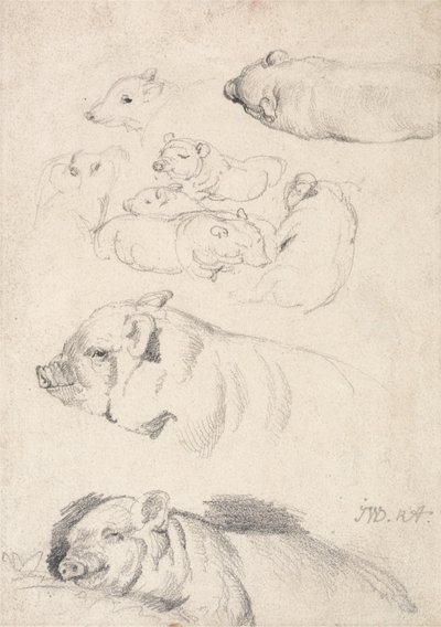 Studies of Pigs by James Ward